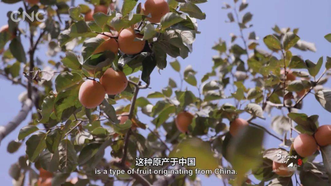狂飙9.7！叫板BBC！这部国宝级神作，每一帧都好绝