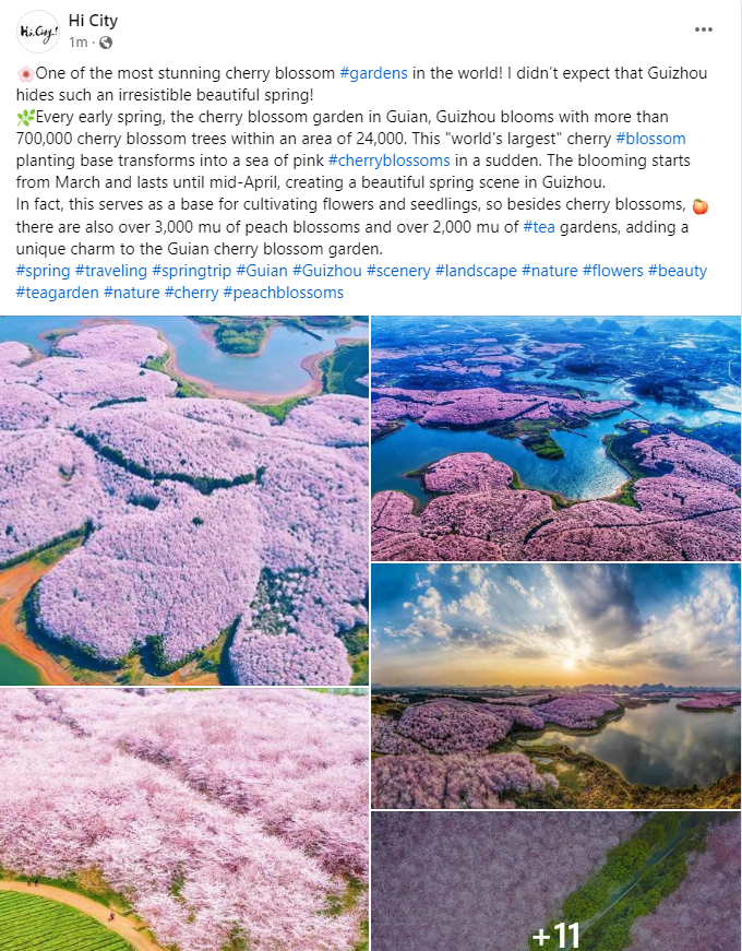 花期将至，多家海外社交媒体账号关注贵安樱花园