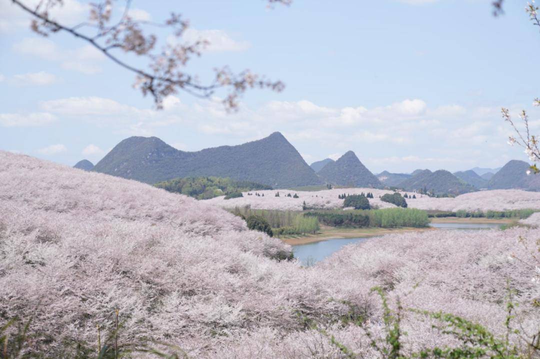 贵安樱花园观景台、繁樱广场怎么玩？一文告诉你