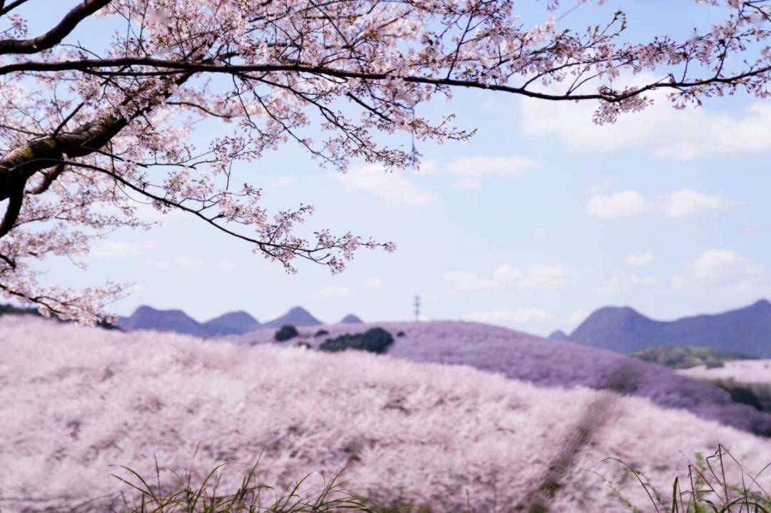 贵安樱花园观景台、繁樱广场怎么玩？一文告诉你