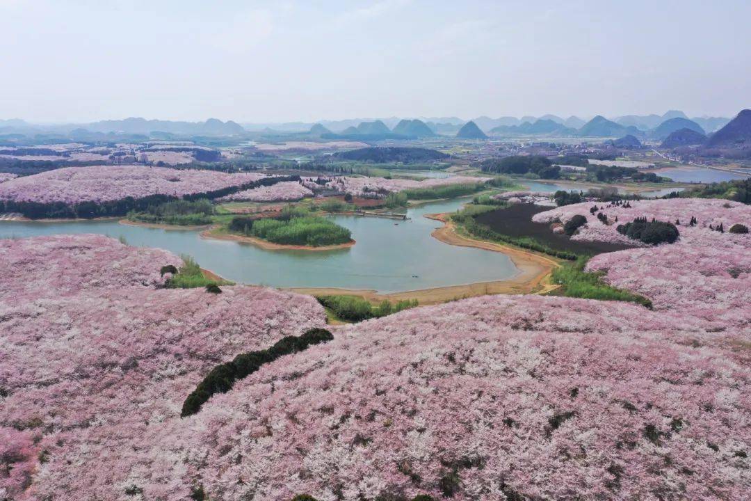贵安樱花园观景台、繁樱广场怎么玩？一文告诉你