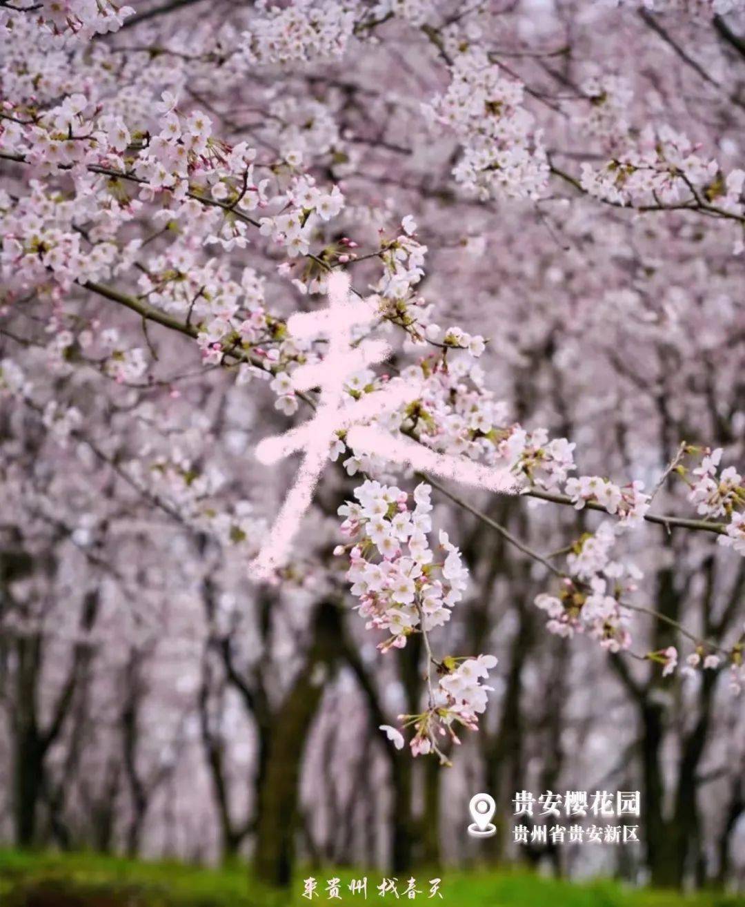 贵安樱花园观景台、繁樱广场怎么玩？一文告诉你