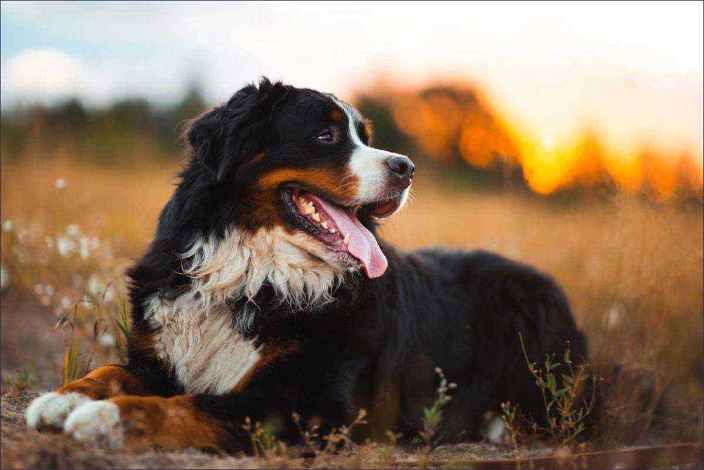 207个品种纯种犬介绍十七（安纳托利亚牧羊犬和伯恩山犬）